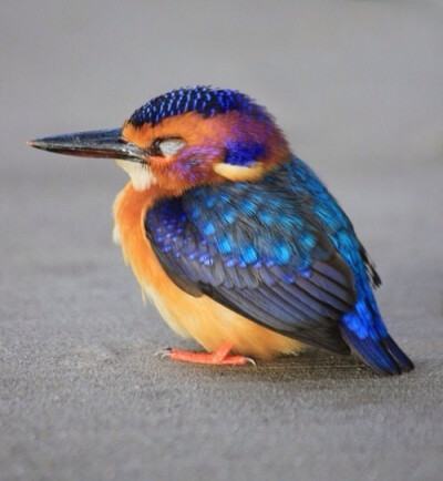 侏绿鱼狗（Pygmy Kingfisher），它们经常出现于森林中溪流、池塘、河流密集区的树林，红树林和雨林。很常见，尽管它的分布和它的密度对其整个分布地区是非常不平衡。在高达1800米也可以看到。 ...