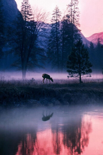 森 风景 摄影 鹿