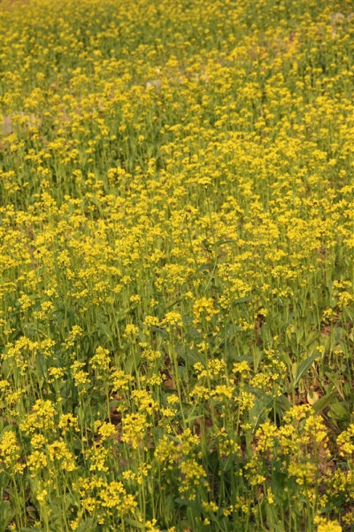 满地黄花