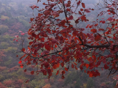 西山红叶