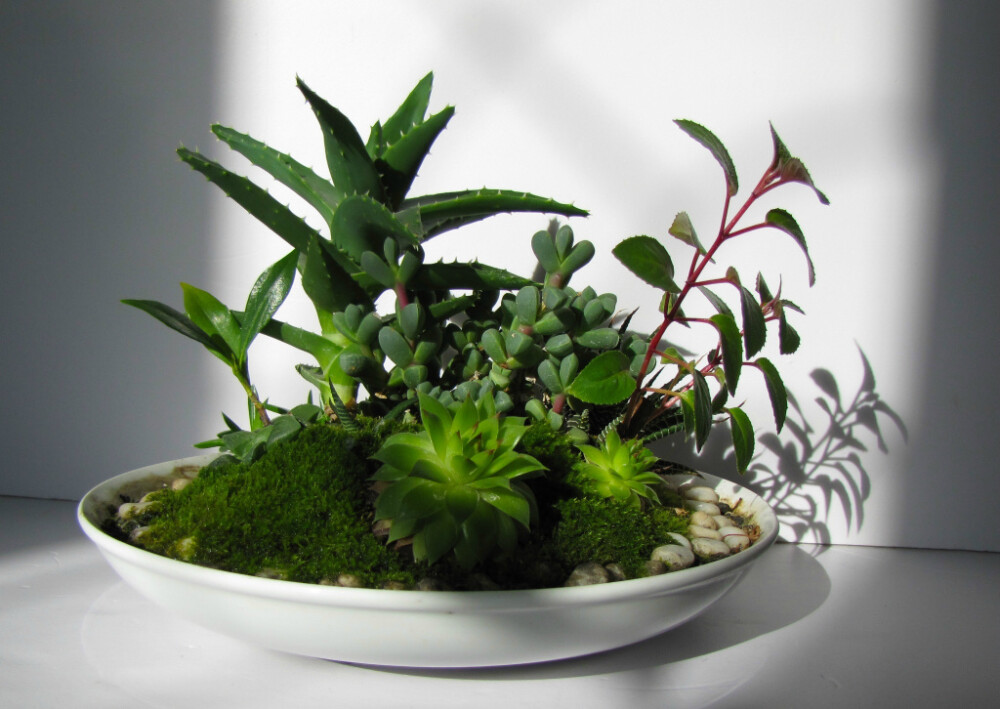 54号.《多肉植物》盆景, 规格：长度：25cm 宽度：25cm 高度：15cm 特点：全部绿苔，防辐射，净化空气的好帮手。免费送货售后服务。(和照片相同) 十二卷，照波 ，观音莲，鹿角海棠等多肉植物