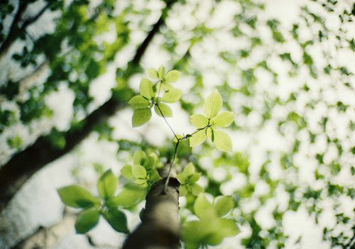 春芽