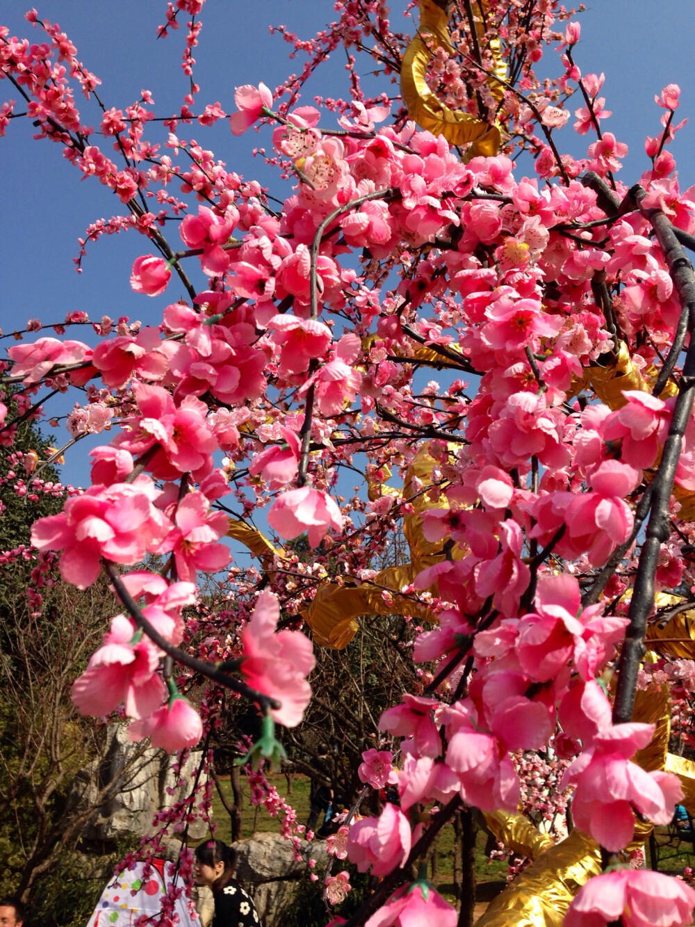 黑龙潭 梅花