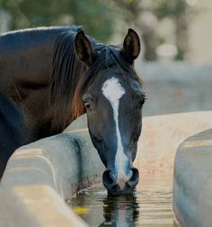 Horse We Heart It