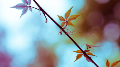 却道天凉好个秋