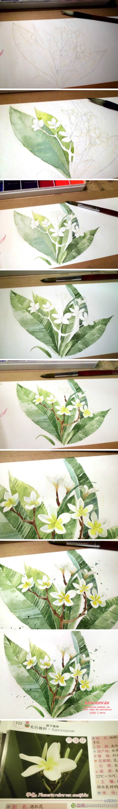 小白的花花世界の水彩画创作过程图~~【微博@白弯弯 · 作品】