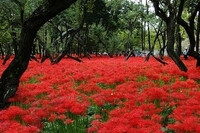  彼岸花（Lycorisradiata），多年生草本植物。地下有球形鳞茎，外包暗褐色膜质鳞被。叶带状较窄，色深绿，自基部抽生，发于秋末，落于夏初。花期夏末秋初，约从7月至9月。花茎长30－60厘米，通常4－6朵排成伞形，着生在花茎顶端，花瓣倒披针形，花被红色（亦有白花品种），向后开展卷曲，边缘呈皱波状，花被管极短；雄蕊和花柱突出，花型较小，周长在6厘米以上。花开时看不到叶子， 有叶子时看不到花， 花叶两不相见，生生相错。这种花经常长在野外的石缝里、坟头上，所以有人说它是“黄泉路上的花”。