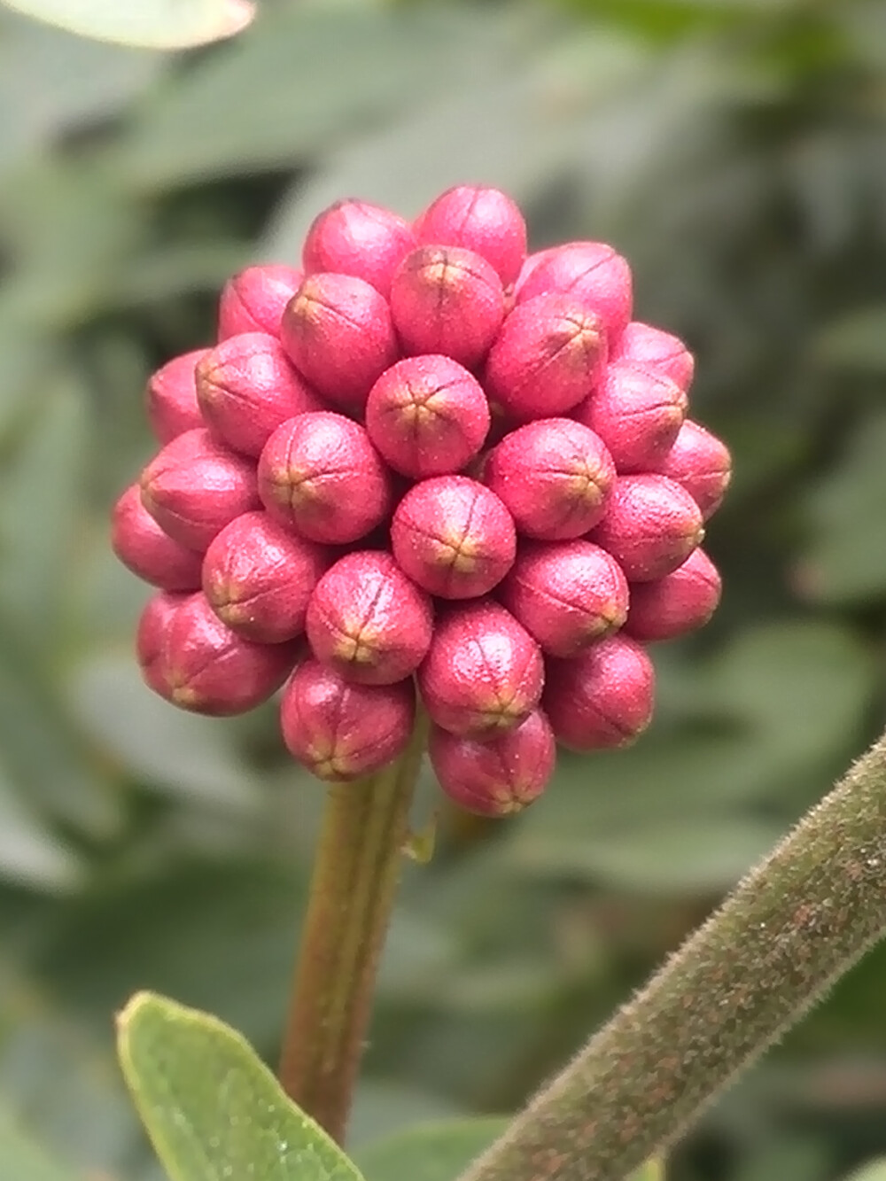 【植物】花朵，唯美，春天，开春