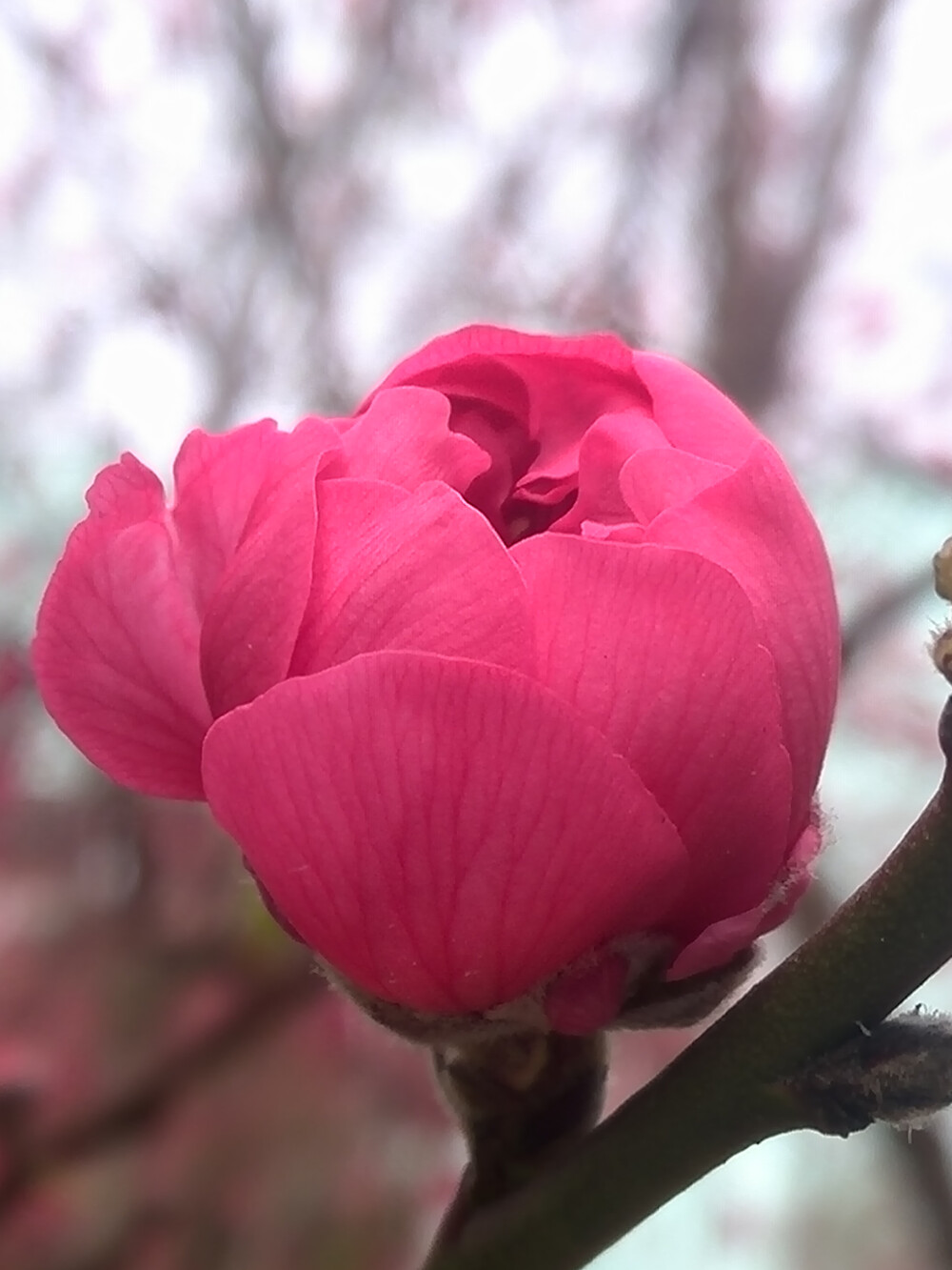 【植物】花朵，唯美，春天，开春桃花，花苞