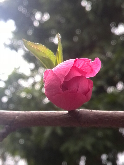 【植物】花朵，唯美，春天，开春桃花，花苞