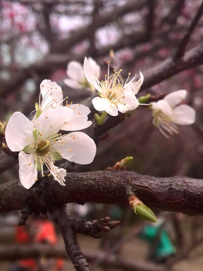 【植物】花朵，唯美，春天，开春，梨花