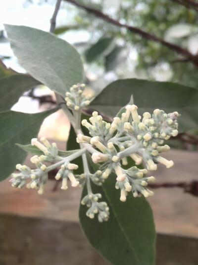 【植物】花朵，唯美，春天，开春