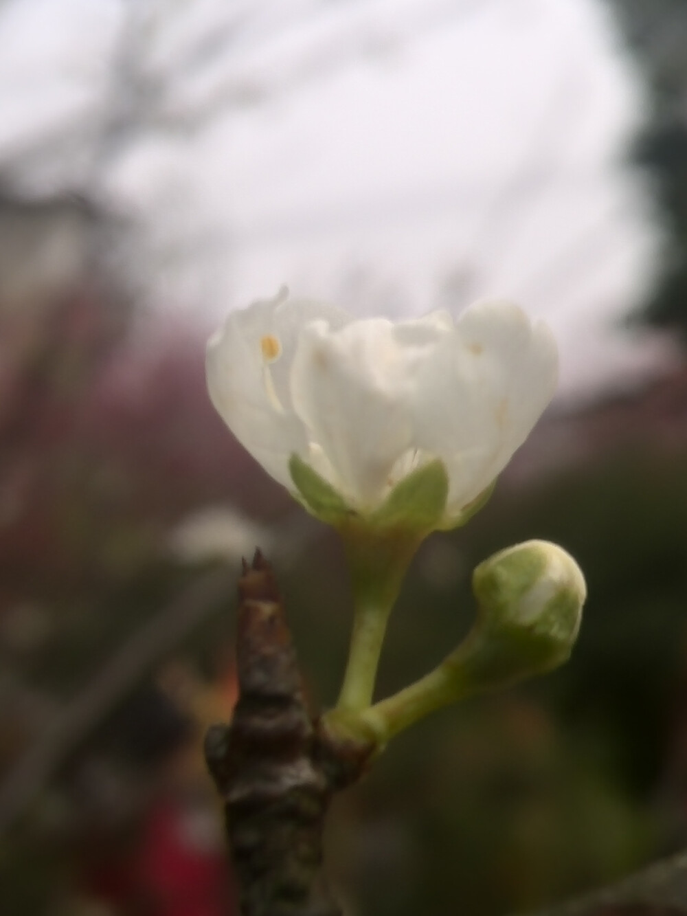 【植物】花朵，唯美，春天，开春