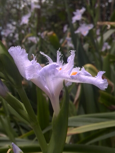 【植物】花朵，唯美，春天，开春