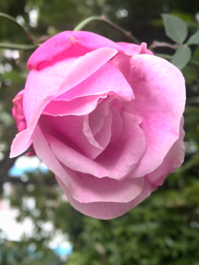 【植物】花朵，唯美，春天，开春