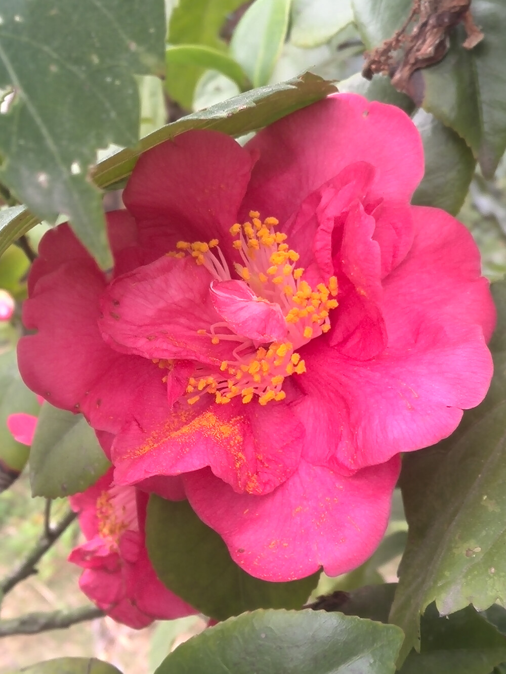 【植物】花朵，唯美，春天，开春