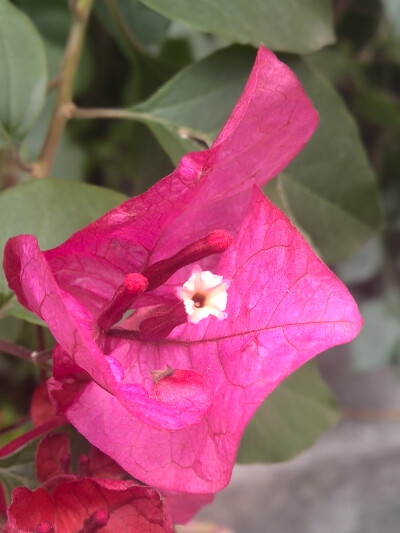 【植物】花朵，唯美，春天，开春