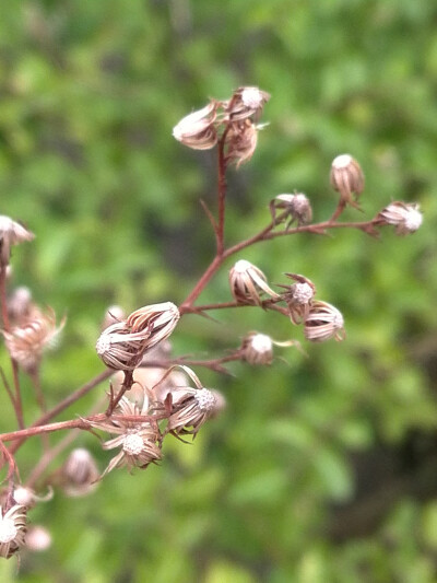 【植物】花朵，唯美，春天，开春