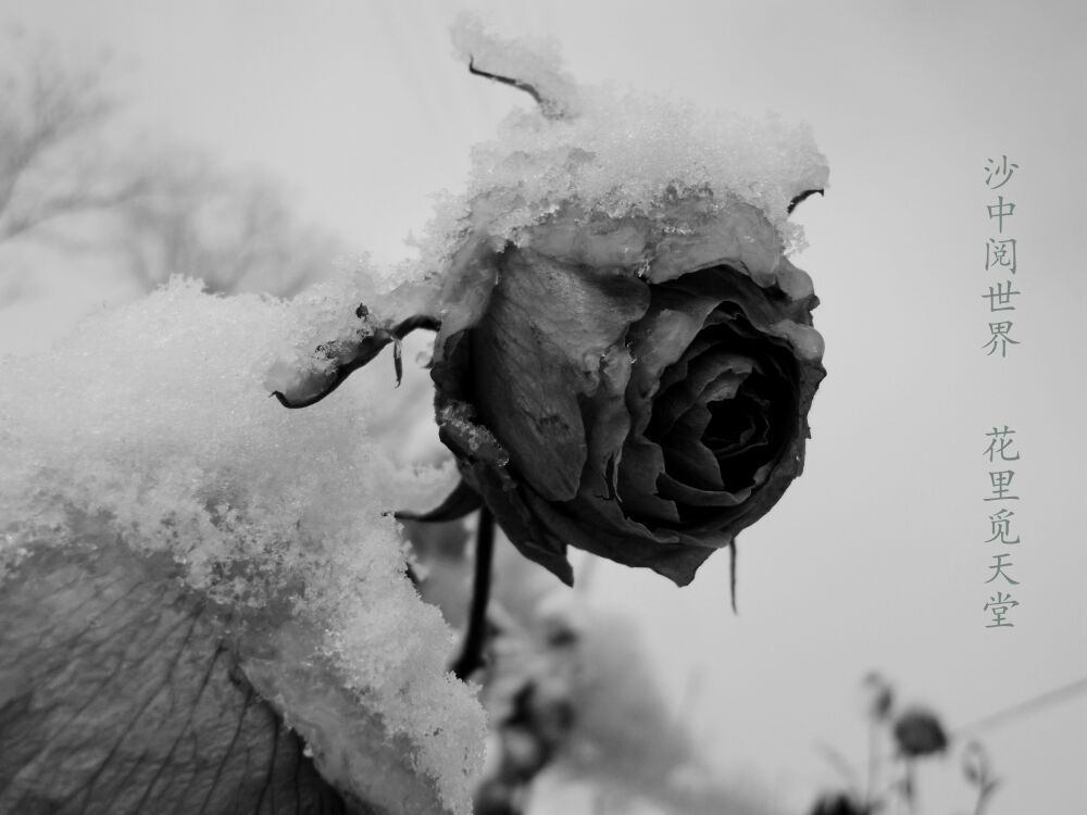 春雪 夏花 秋叶 枯枝