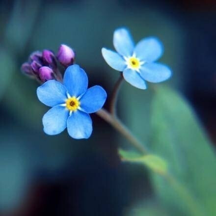 美景_景色_风景_春天_唯美_花卉_花瓣_花朵_大自然_插画_插图_手机壁纸_桌面壁纸_美图_小清新