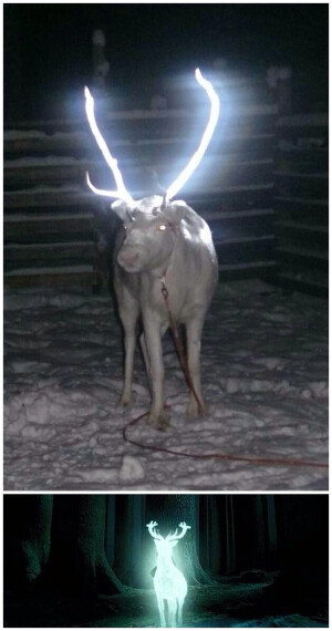 芬兰为了降低驯鹿造成的交通事故，给鹿角喷上了荧光材料……这个。。首先让大家想到的是哈利波特的守护鹿。。。——“破特你爸又显灵了格兰芬多扣五分！！！！”