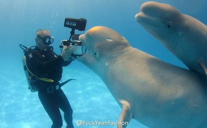 @FuckYeahFashion: #Cute# 爱卖萌的白鲸★ 白鲸(Beluga whale)不仅是一种对人类比较友善的海洋生物，它们有时还很调皮。英国《每日邮报》2月17日刊登了一组照片，展示了乌克兰敖德萨海豚馆一头白鲸抢镜卖萌、含咬潜水者通水管的有趣一幕 [好爱哦]