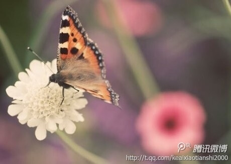 美景_风景_景色_插画_小清新_花瓣_花朵_花卉_春天_唯美_大自然_手机壁纸_插图_桌面壁纸_插图_美图