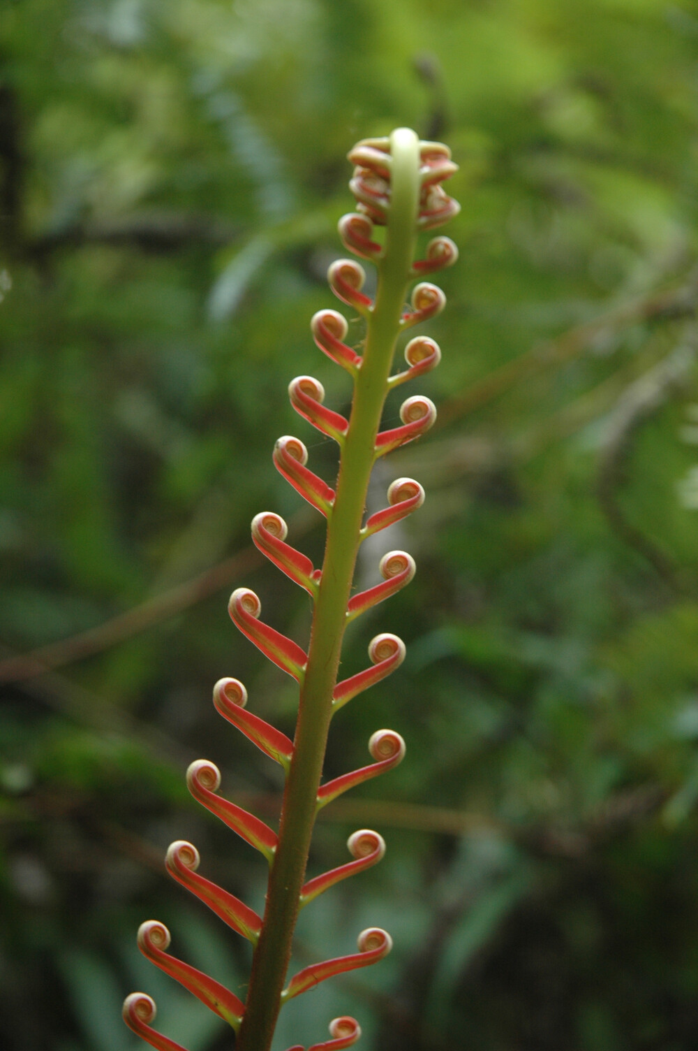 蕨类，台湾