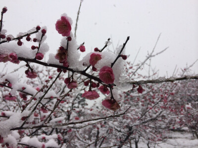 2014年的雪景，喜欢如此美美的静。。。