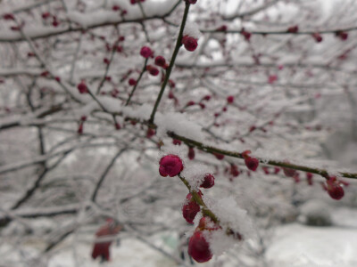 2014年的雪景，喜欢如此美美的静。。。