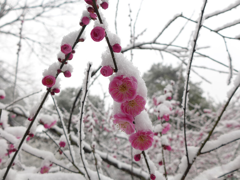 2014年的雪景，喜欢如此美美的静。。。