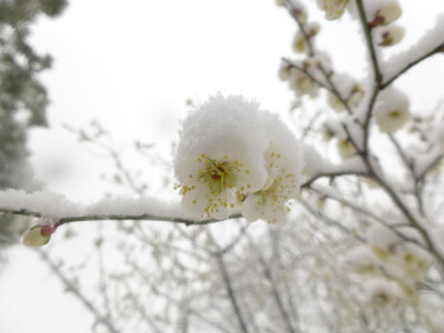 2014年的雪景，喜欢如此美美的静。。。