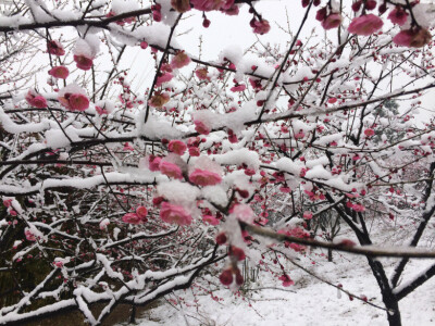 2014年的雪景，喜欢如此美美的静。。。