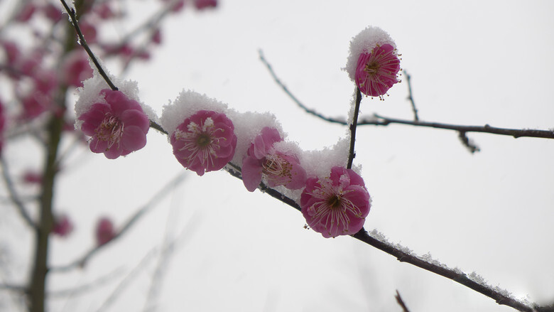 2014年的雪景，喜欢如此美美的静。。。