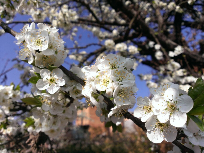 李子花