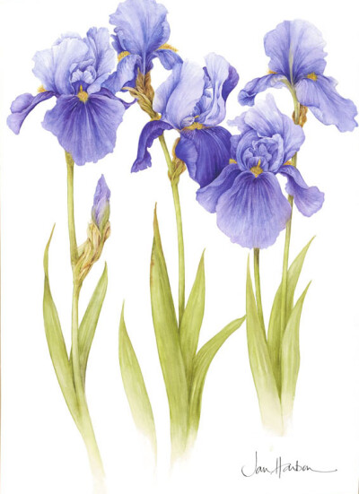 CHELSEA Iris by Jan Harbon. 因为妖艳的罂粟，知道了Jan Harbon, 继而喜欢她所有的花草