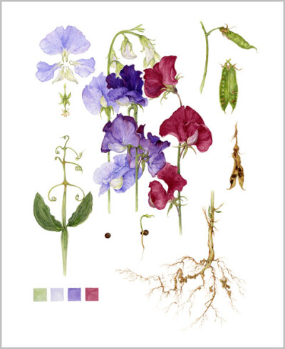 Sweet Pea botanical notes by Jan Harbon