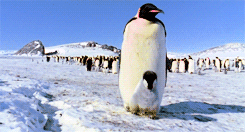 企鵝·爸比 我冷。。。