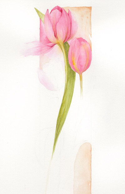 Tulip by Jan Harbon. 美呆了. 因为妖艳的罂粟，知道了Jan Harbon, 继而喜欢她所有的花草