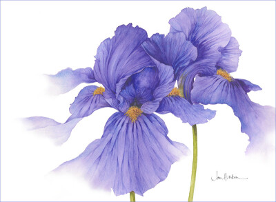 Iris by Jan Harbon