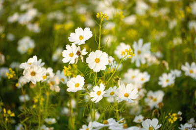 花开，只要有阳光，灿烂