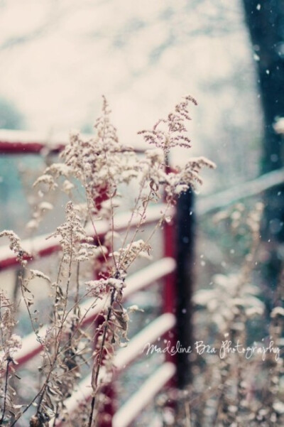 灼灼其华—下雪了