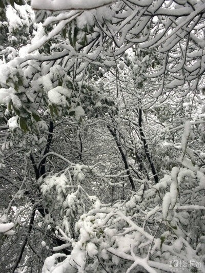 2014年的雪景，喜欢如此美美的静。。。