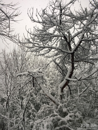 2014年的雪景，喜欢如此美美的静。。。