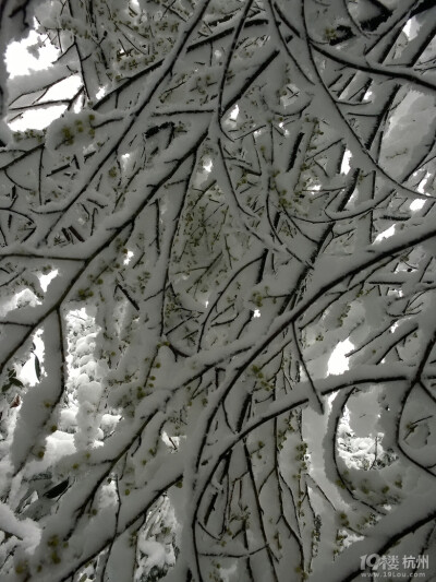 2014年的雪景，喜欢如此美美的静。。。