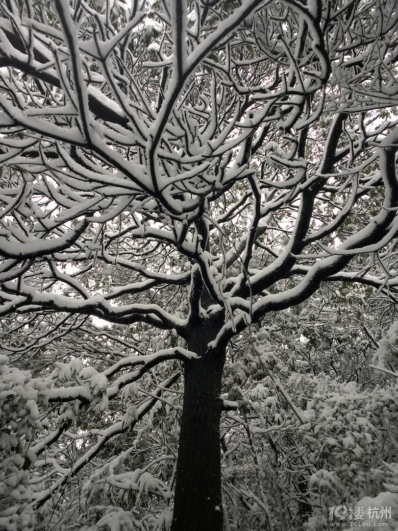 2014年的雪景，喜欢如此美美的静。。。