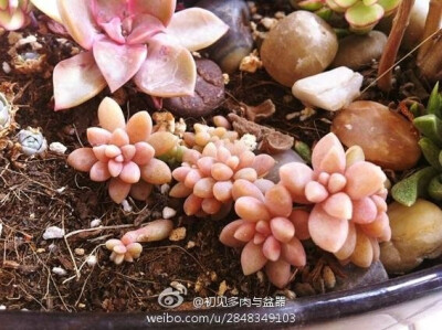 初见}多肉植物 迷你多肉 果冻色 姬秋丽 http://t.cn/8FRbOam