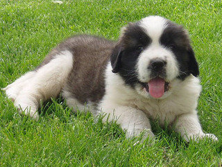 圣伯纳犬（saint bernard）