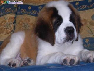 圣伯纳犬（saint bernard）