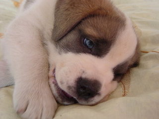 圣伯纳犬（saint bernard）